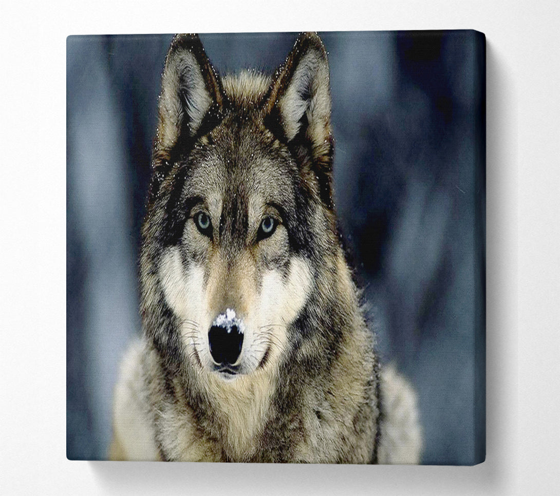  A Canvas Print of Wolf Snow Nose Canvas Wall Art