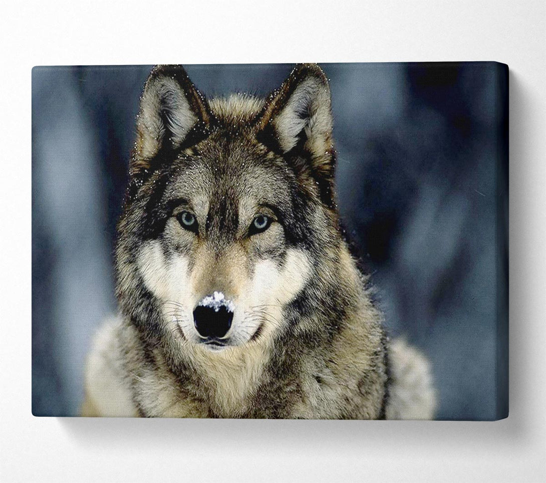  A Canvas Print of Wolf Snow Nose Canvas Wall Art