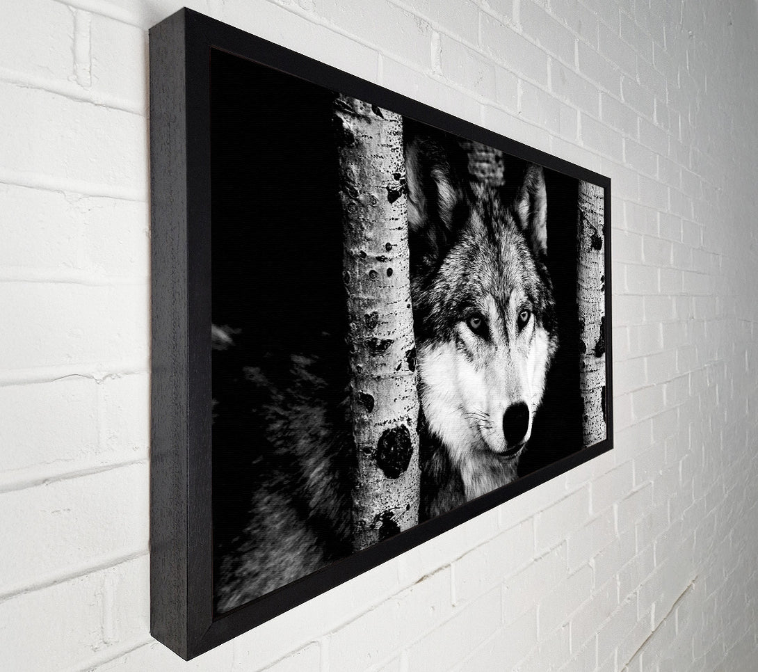  A Canvas Print of Wolf Stare Canvas Art