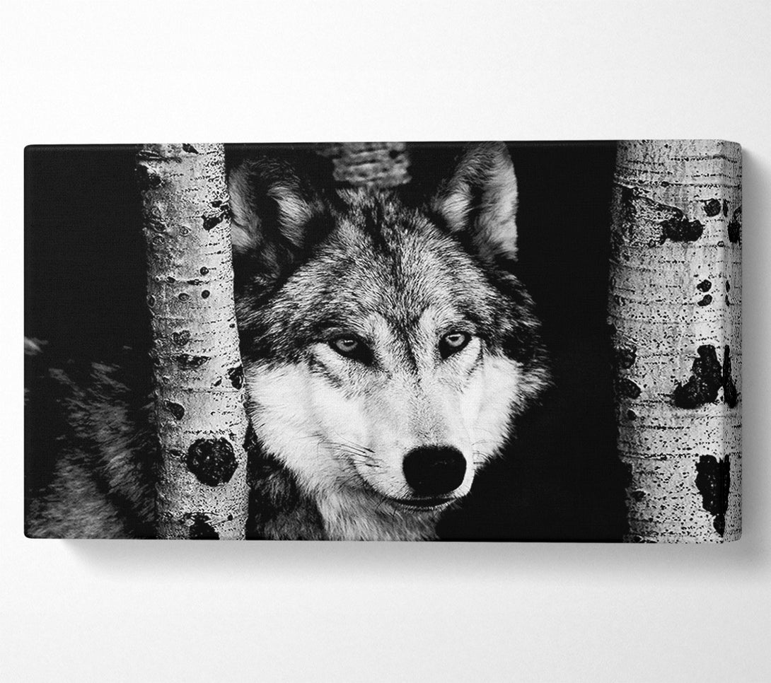  A Canvas Print of Wolf Stare Canvas Art