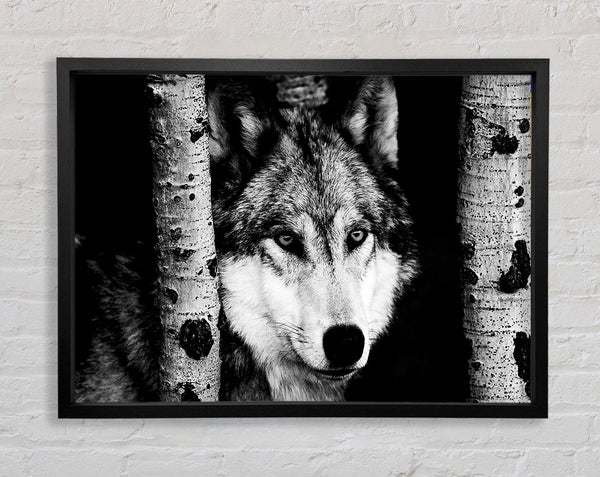 Wolf Stare Framed Print