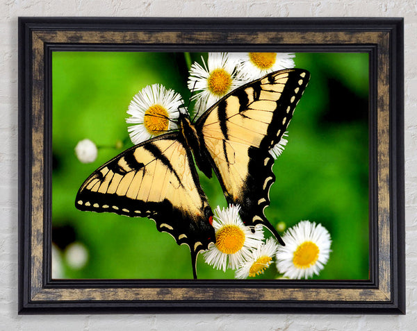 Yellow Butterfly Framed Print