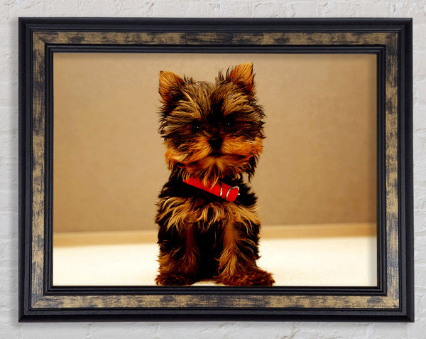 Yorkshire Terrier Puppy Framed Print