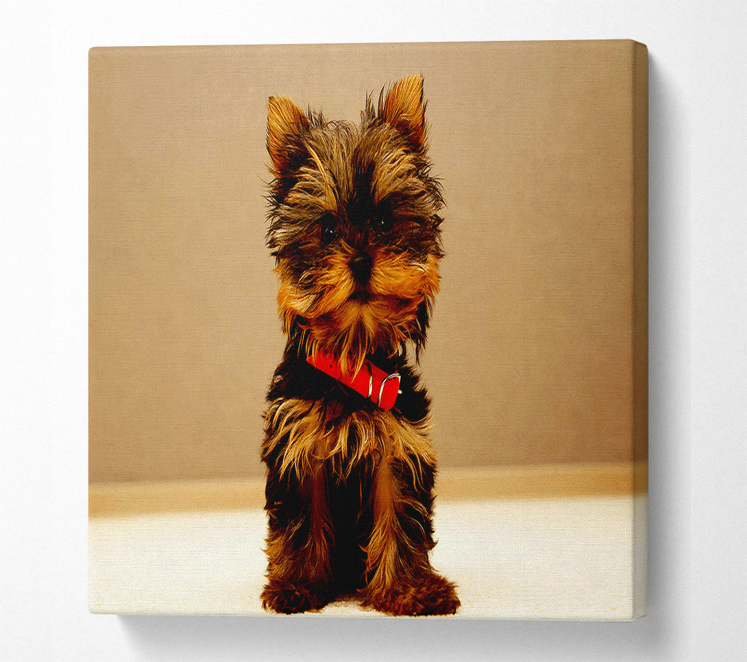  A Canvas Print of Yorkshire Terrier Puppy Canvas Wall Art