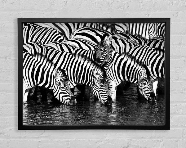 Zebra beim Trinken
