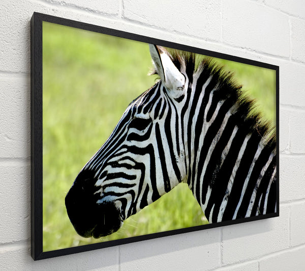 Zebra Face Side