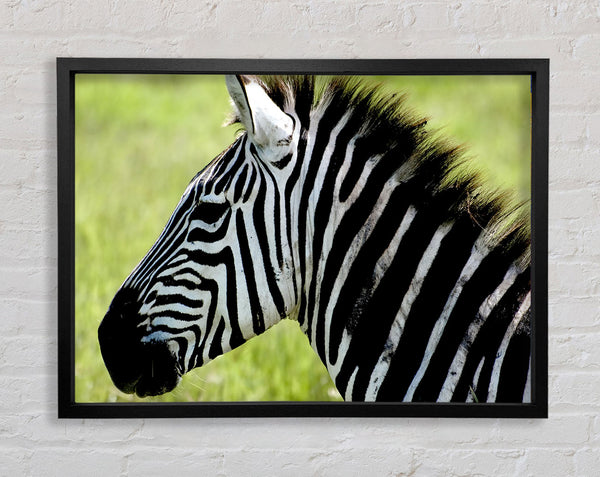 Zebragesichtsseite