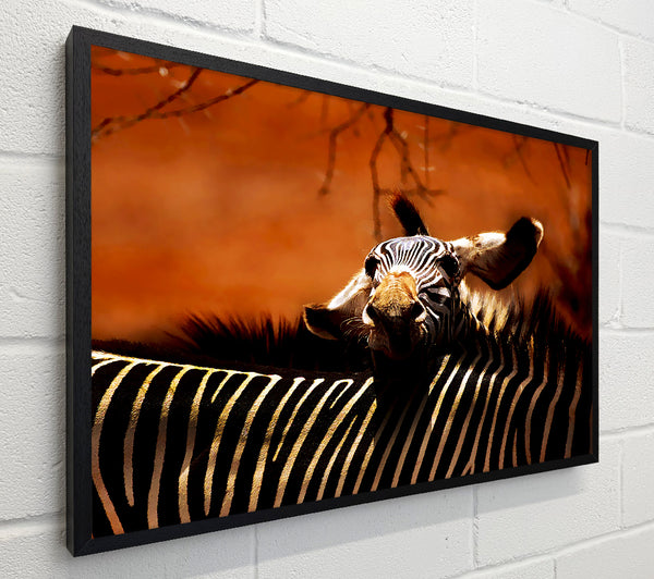 Zebra Family Love