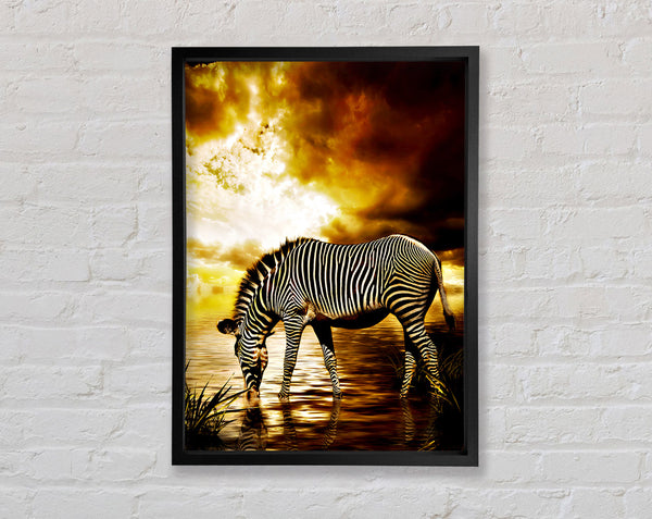 Zebra im Goldenen Fluss