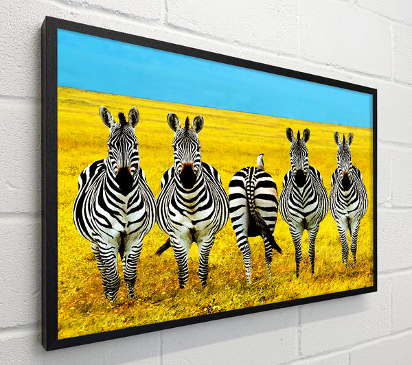 Zebra Line-Up