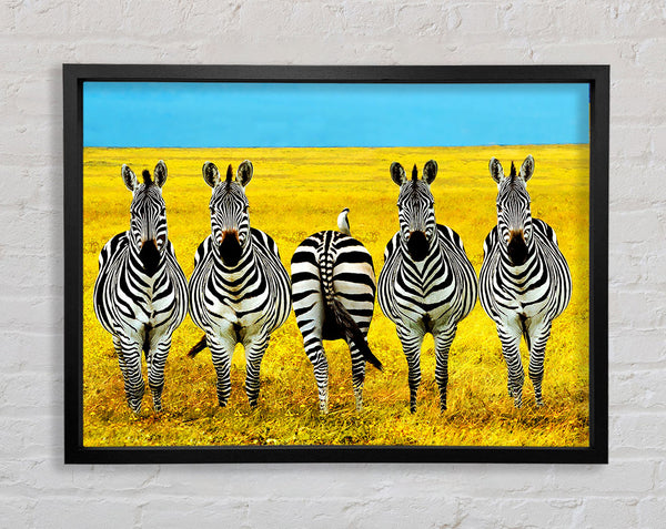 Zebra-Aufstellung