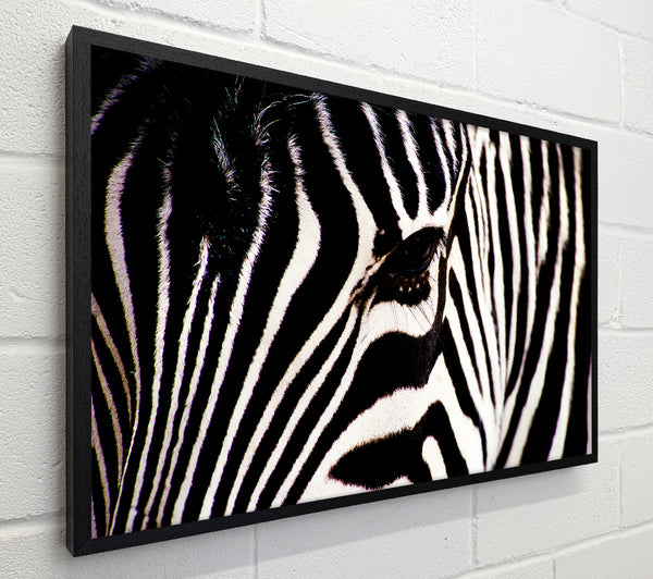Zebra Stare