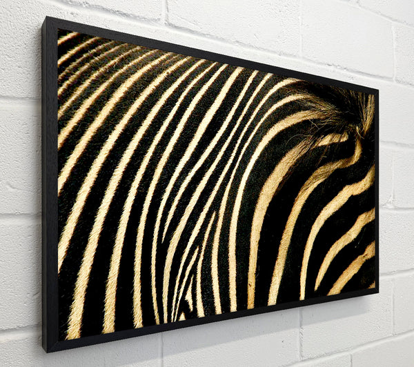 Zebra Stripes