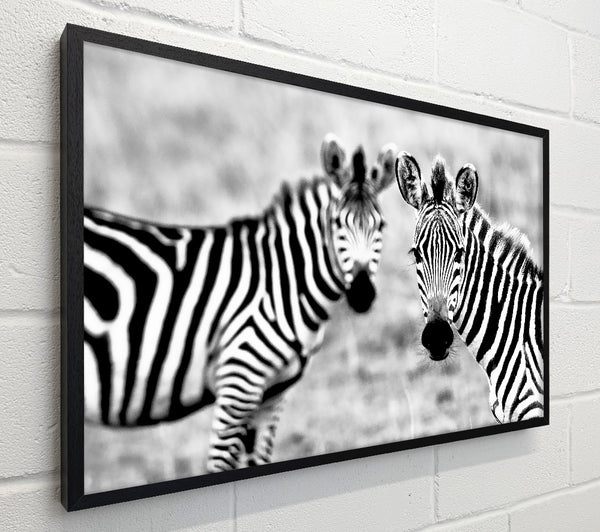 Zebra Twins