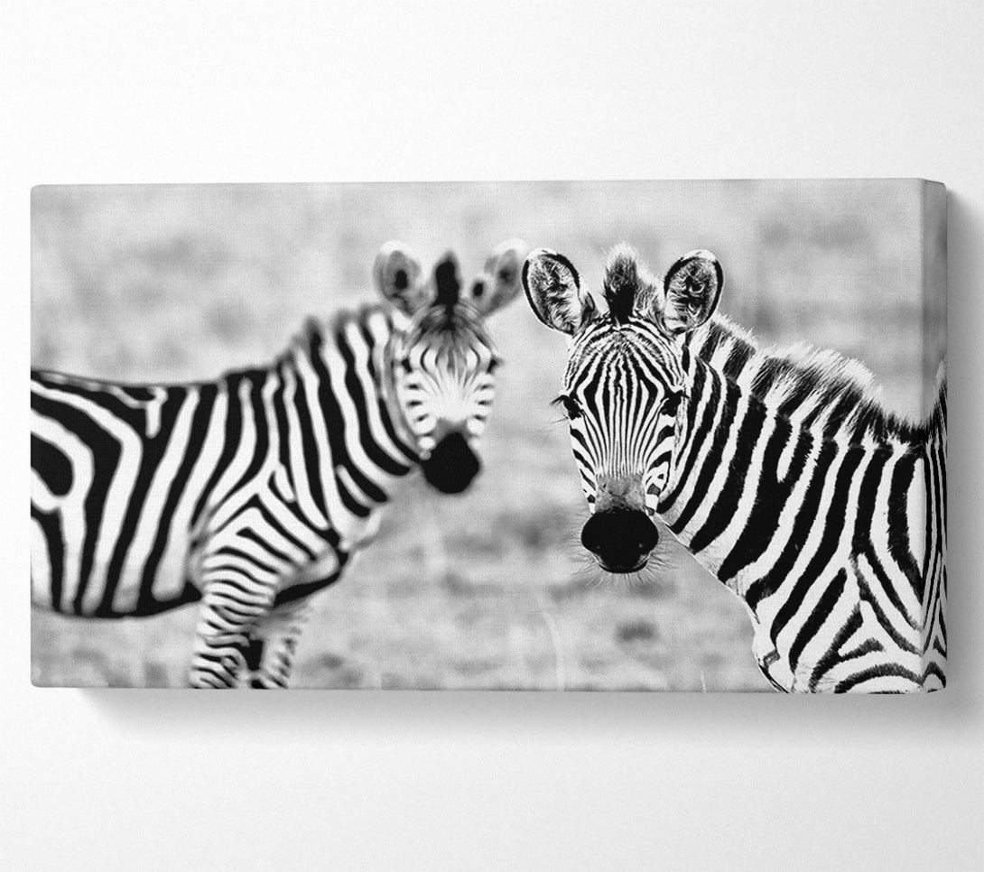  A Canvas Print of Zebra Twins Canvas Art