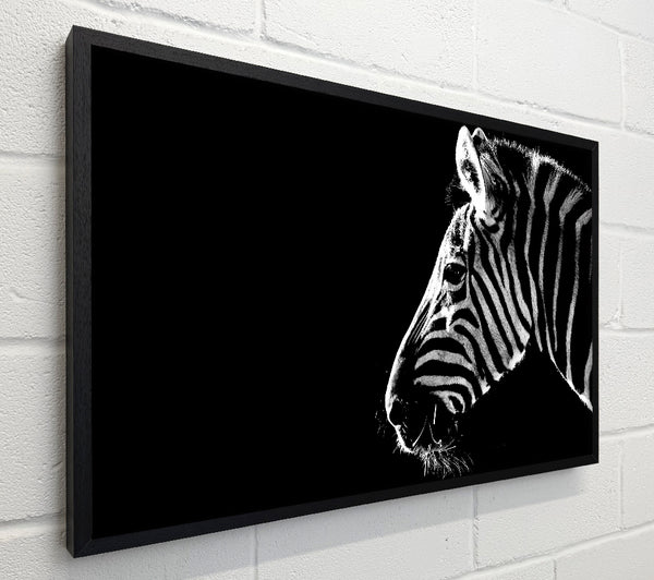 Zebra Whiskers
