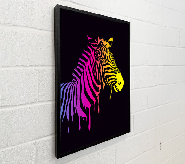 Zebra Rainbow
