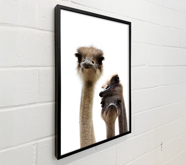 Ostrich Love