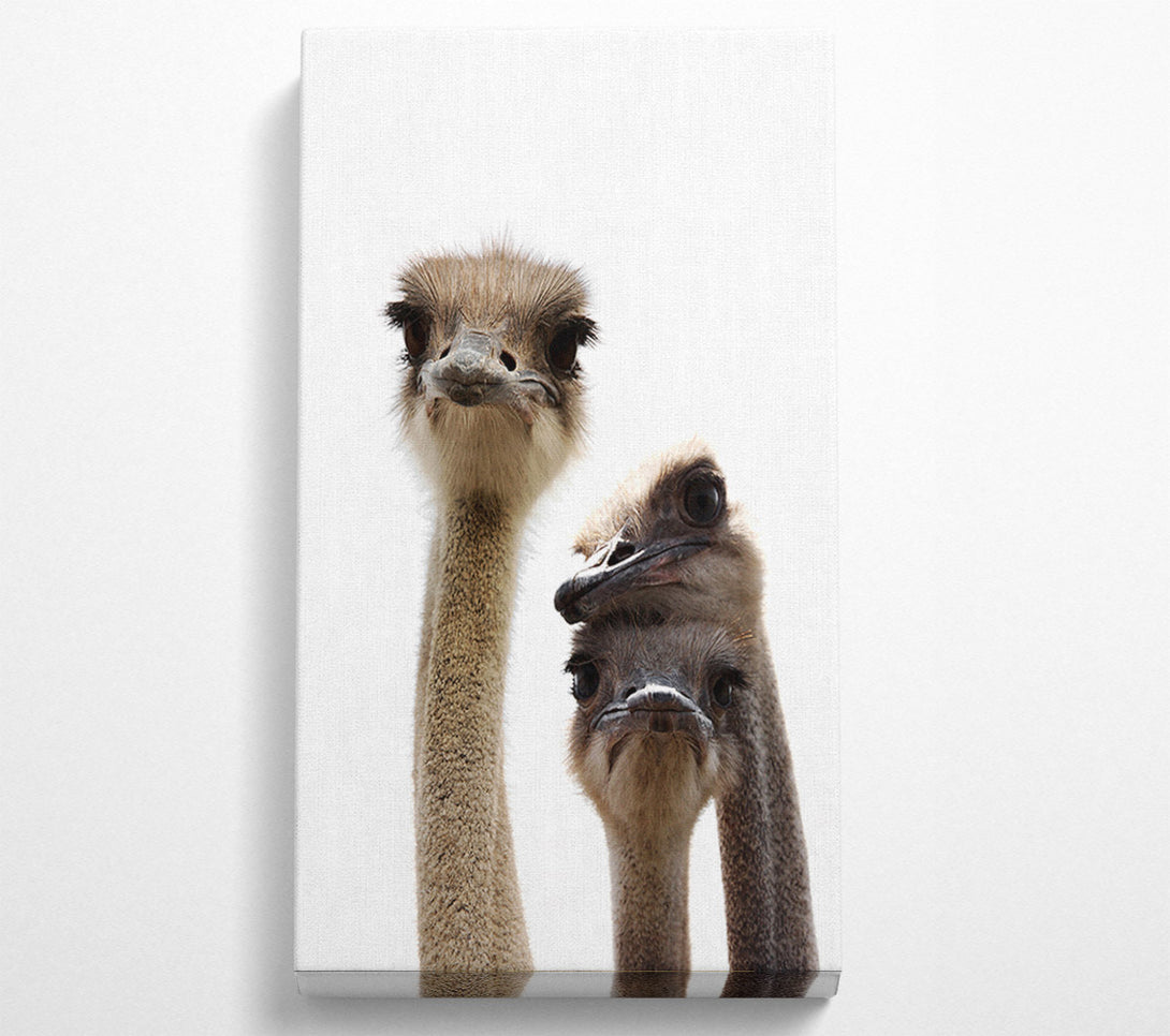  A Canvas Print of Ostrich Love Canvas Wall Art