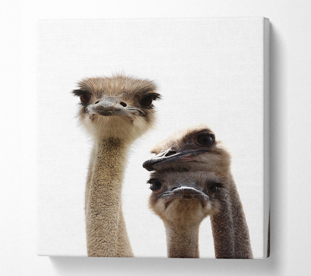  A Canvas Print of Ostrich Love Canvas Wall Art