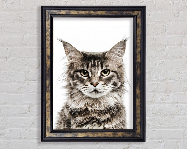 Cat Face Beauty