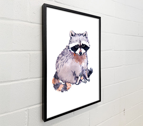 Raccoon Sitting