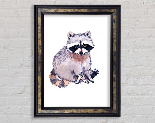Raccoon Sitting Framed Print