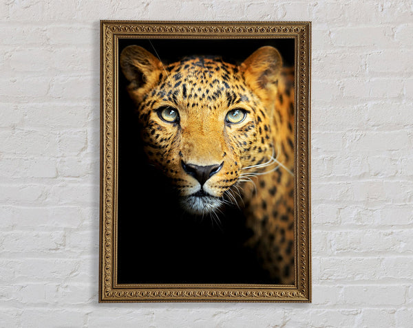 Leopardenschönheit