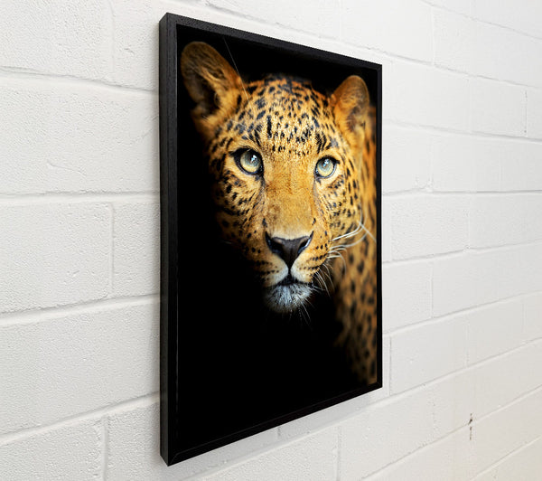 Leopard Beauty