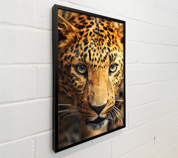 Leopard Stare