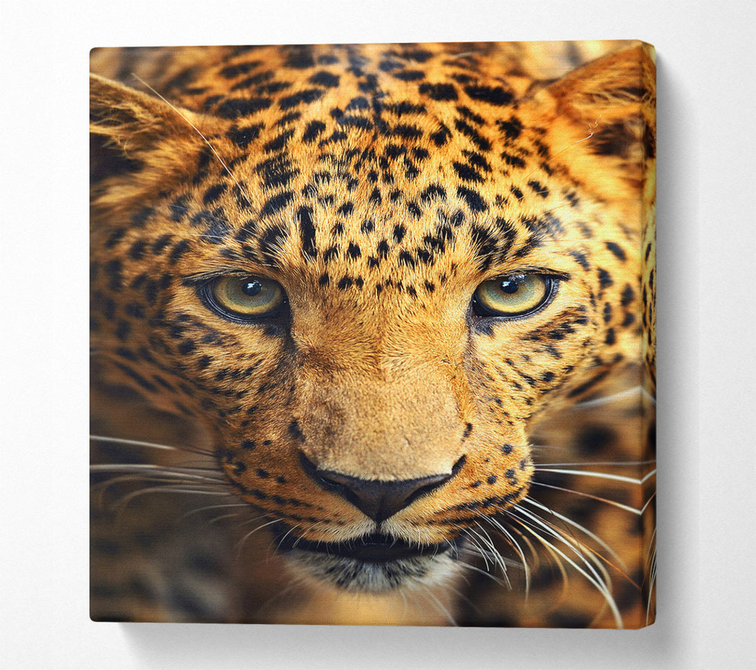  A Canvas Print of Leopard Stare Canvas Wall Art