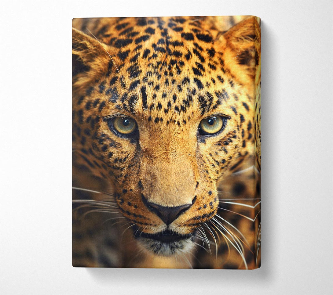  A Canvas Print of Leopard Stare Canvas Wall Art