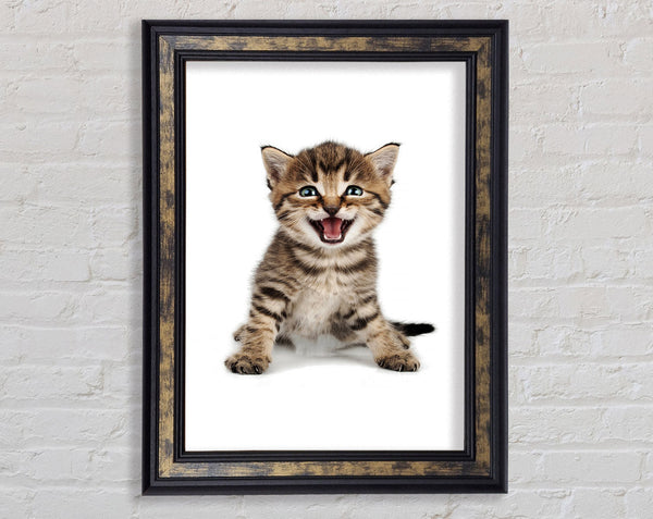 Cat Laugh
