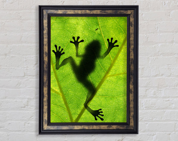 Frog Shadow Framed Print