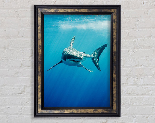 Shark Smile Framed Print