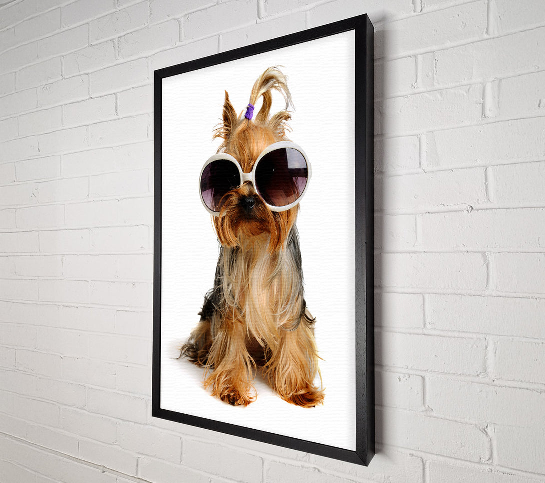  A Canvas Print of Yorkshire Terrier Dog Glamour Canvas Print