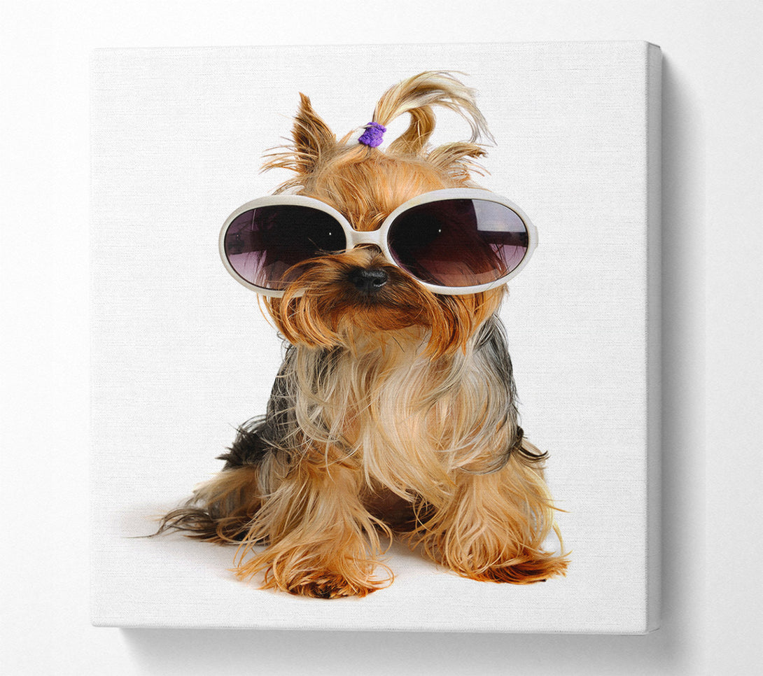  A Canvas Print of Yorkshire Terrier Dog Glamour Canvas Print