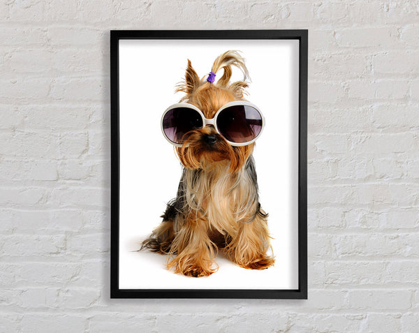 Yorkshire Terrier Dog Glamour Framed Print