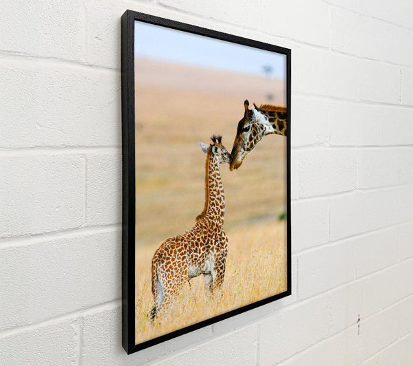 Baby Giraffe Love