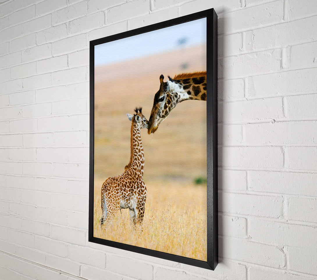  A Canvas Print of Baby Giraffe Love Canvas Print