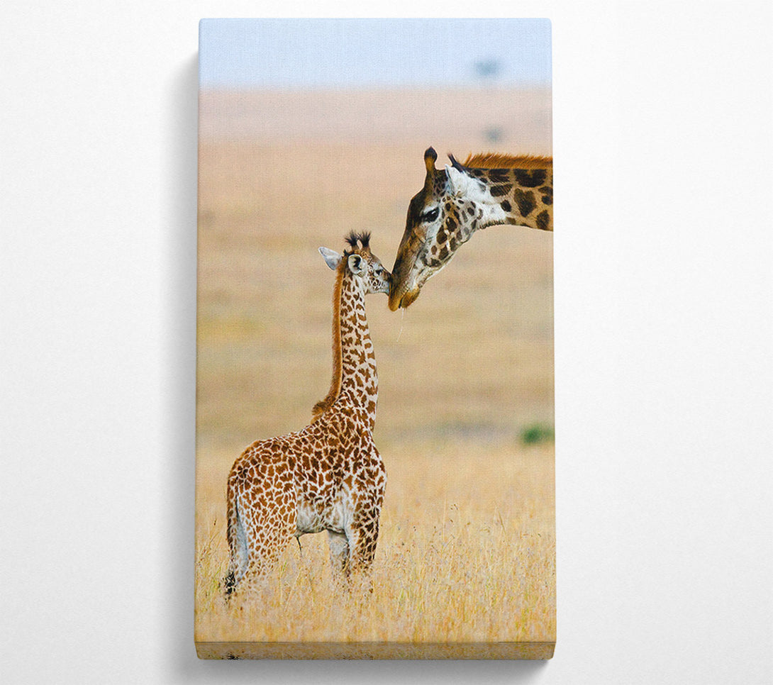  A Canvas Print of Baby Giraffe Love Canvas Print