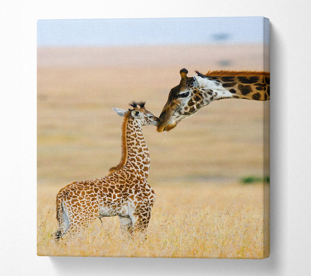  A Canvas Print of Baby Giraffe Love Canvas Print