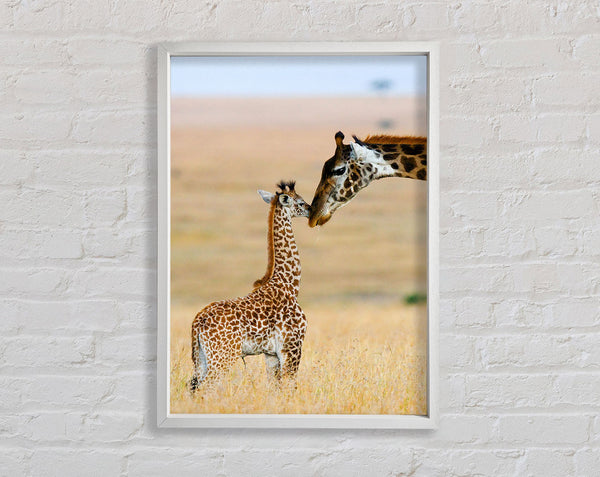 Giraffenbabyliebe