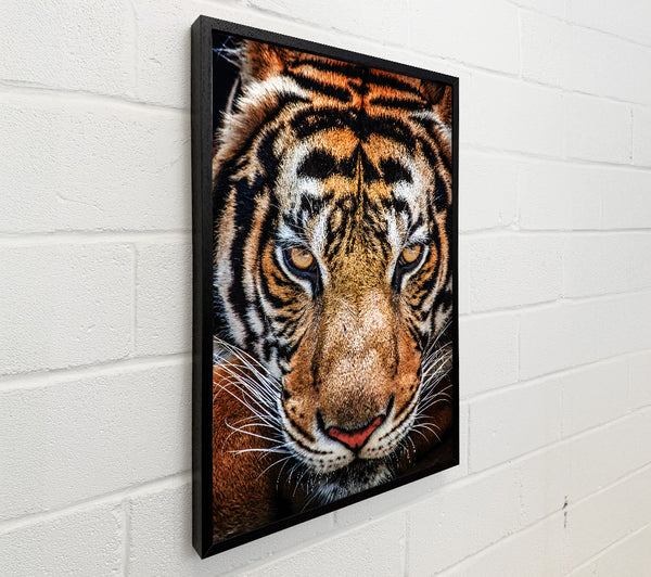 Beautiful Tiger Face