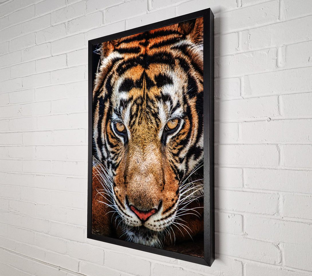  A Canvas Print of Beautiful Tiger Face Canvas Art