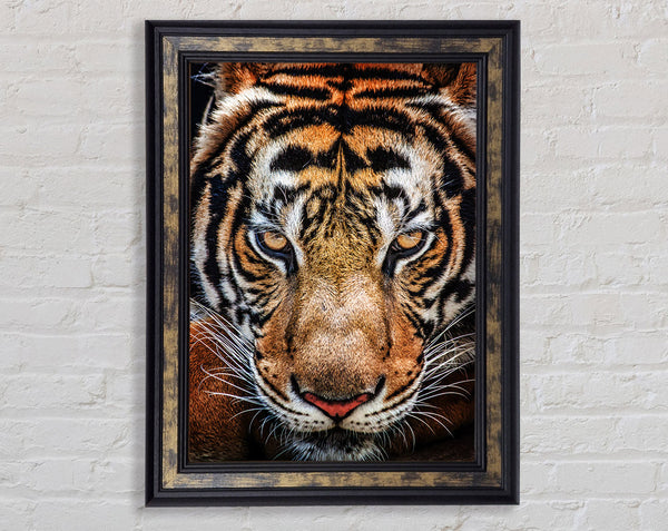 Beautiful Tiger Face Framed Print