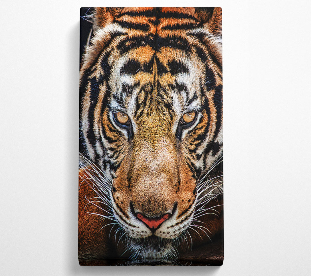  A Canvas Print of Beautiful Tiger Face Canvas Art