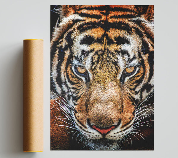 Beautiful Tiger Face Giclee Print