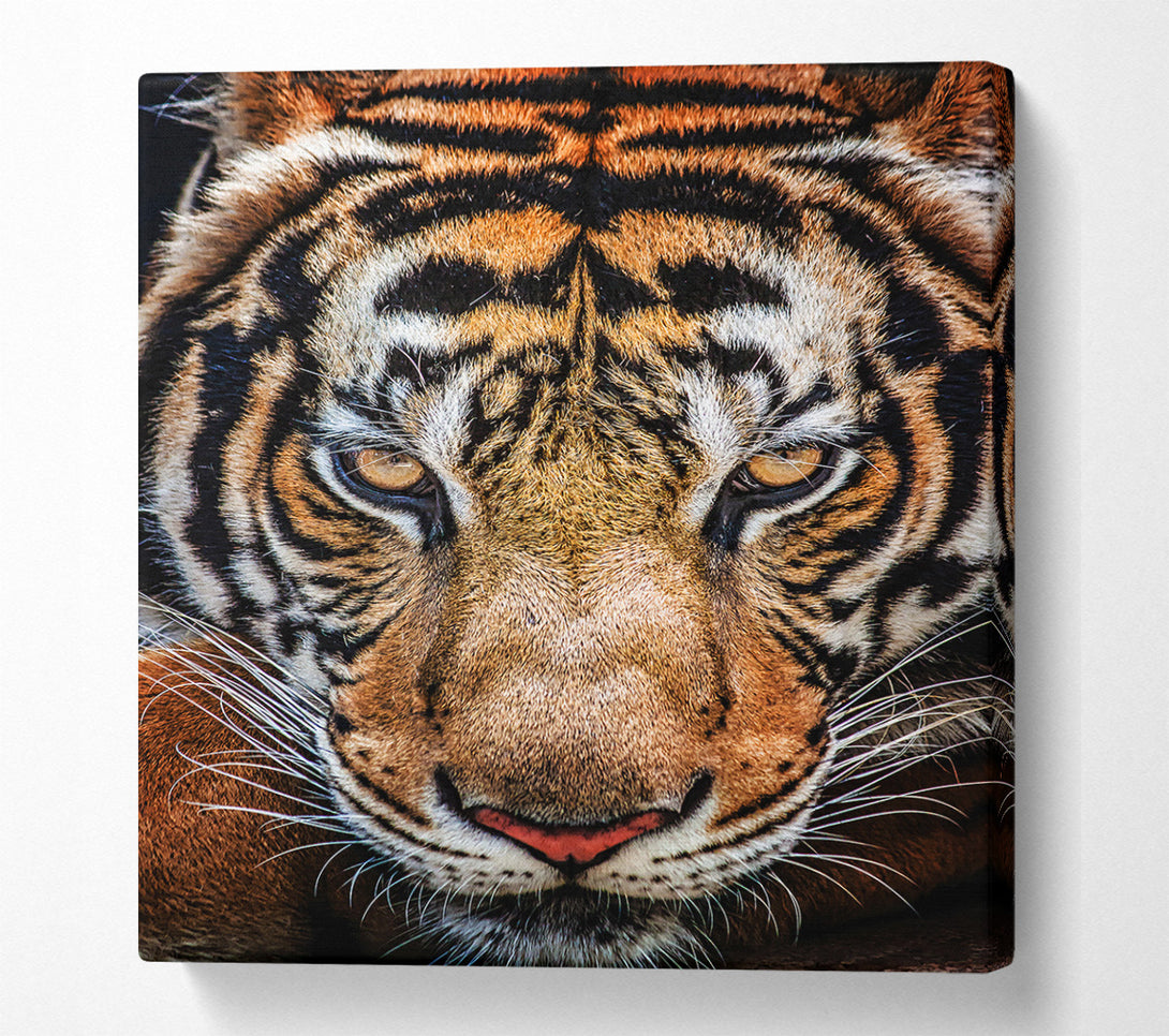  A Canvas Print of Beautiful Tiger Face Canvas Art