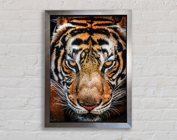 Schönes Tigergesicht